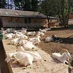 васкул