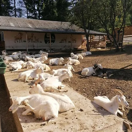 васкул